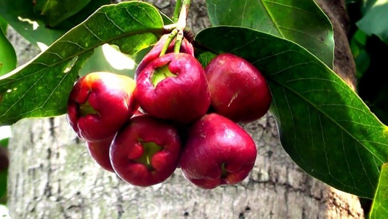 Cây Roi đỏ. Syzygium samarangense - Cây Thuốc Nam Quanh Ta
